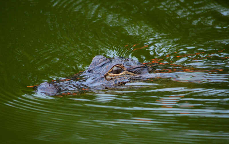 LCVC image - Gator at Lake Martin