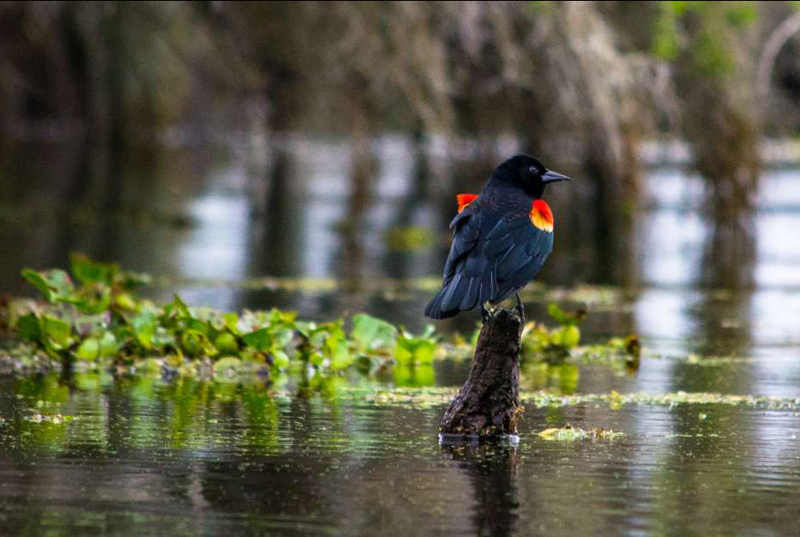 LCVC image - Redwing Blackbird